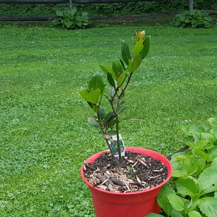 plant image 1599374 plant image 1599374