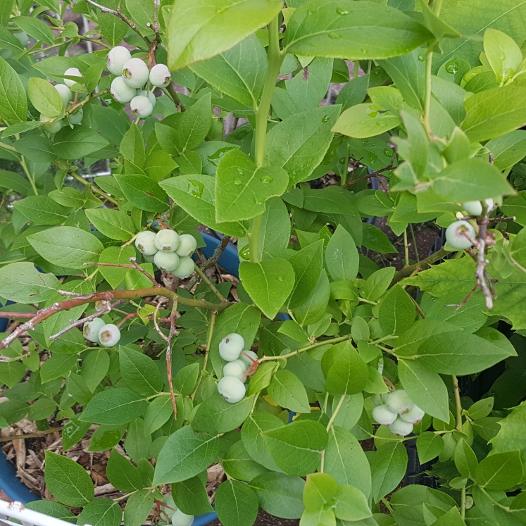 plant image 1599379 plant image 1599379