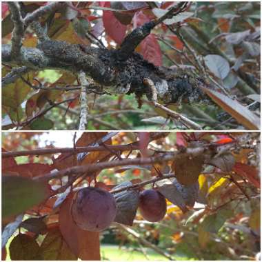 Prunus cerasifera 'Atropurpurea'