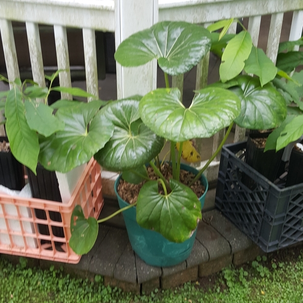 plant image 1601593 plant image 1601593