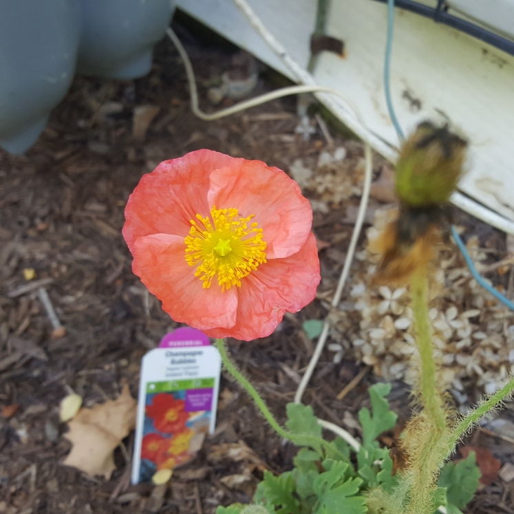 plant image 1601608 plant image 1601608