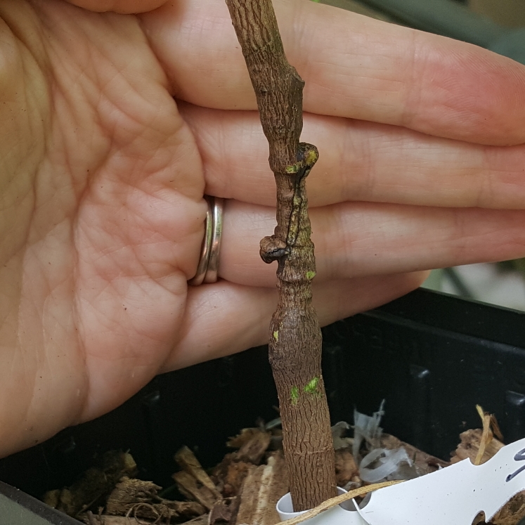 plant image 1608550 plant image 1608550