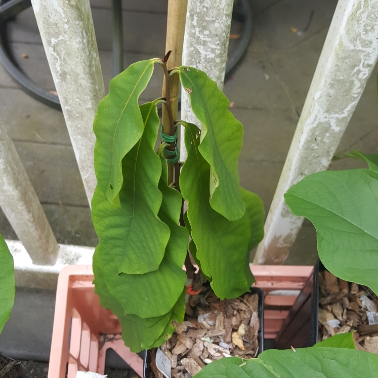 plant image 1608915 plant image 1608915