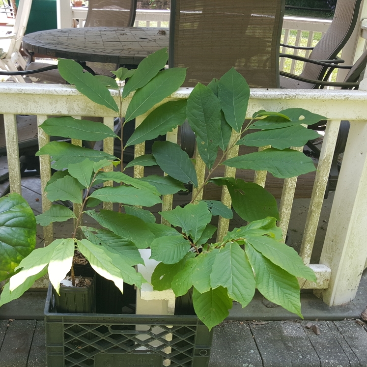 plant image 1610354 plant image 1610354