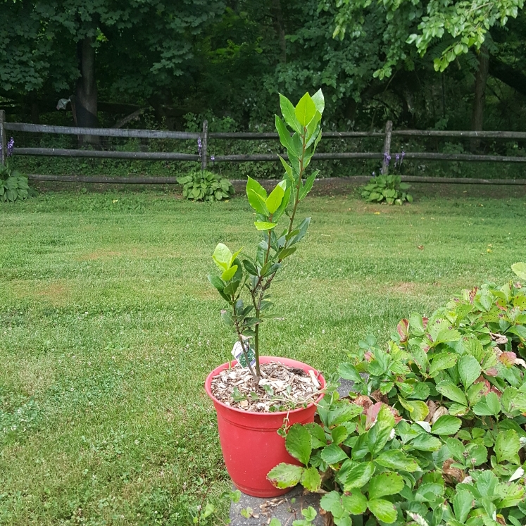 plant image 1610816 plant image 1610816