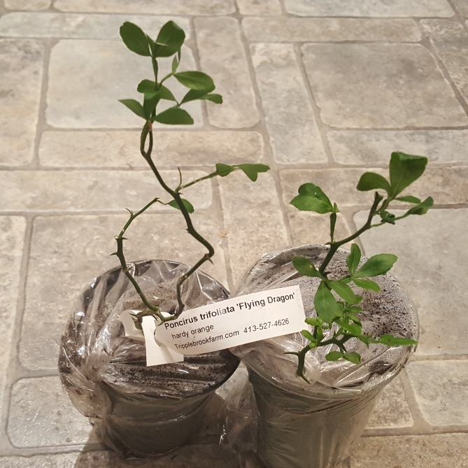 plant image 1615894