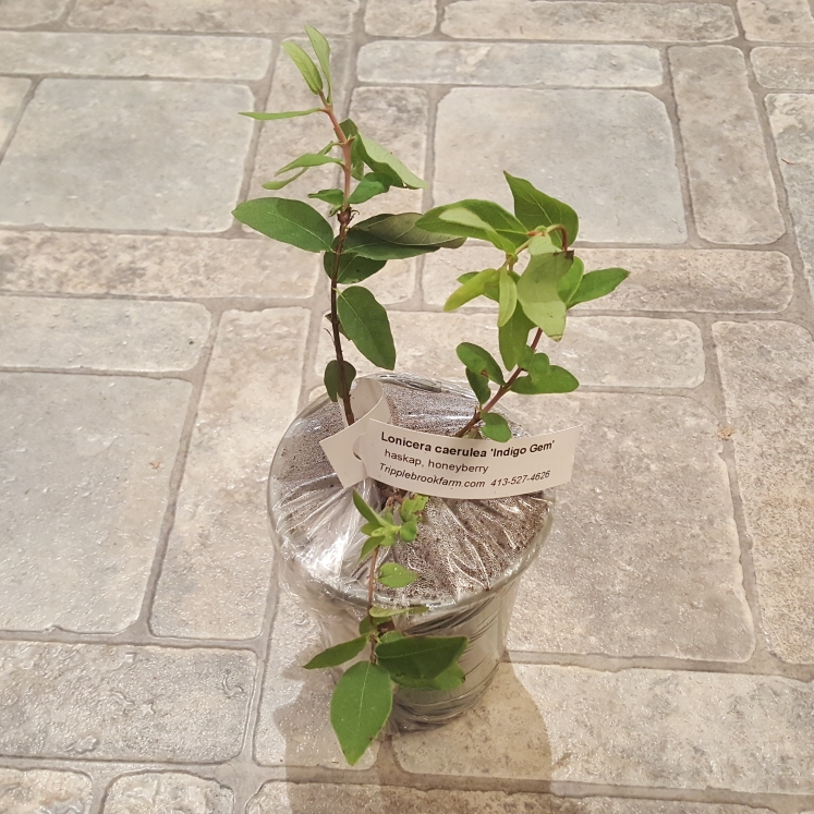 plant image 1615898