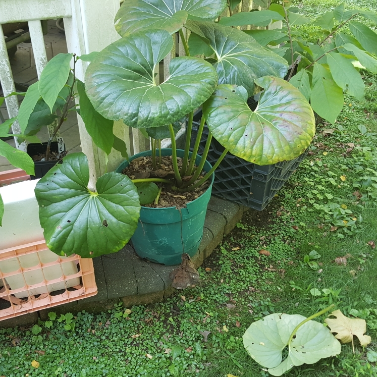 plant image 1616953 plant image 1616953