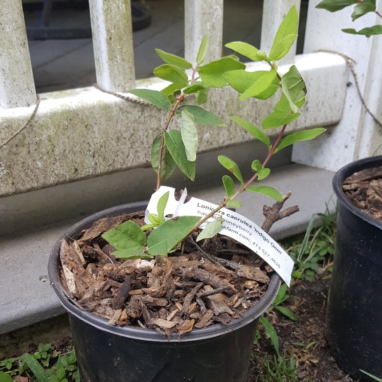plant image 1617136