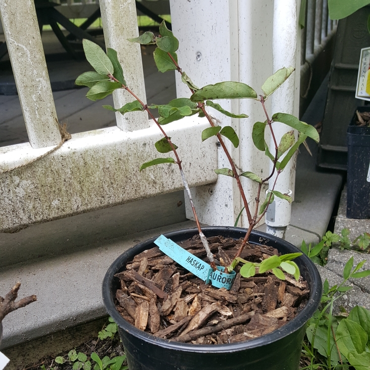 plant image 1617137 plant image 1617137
