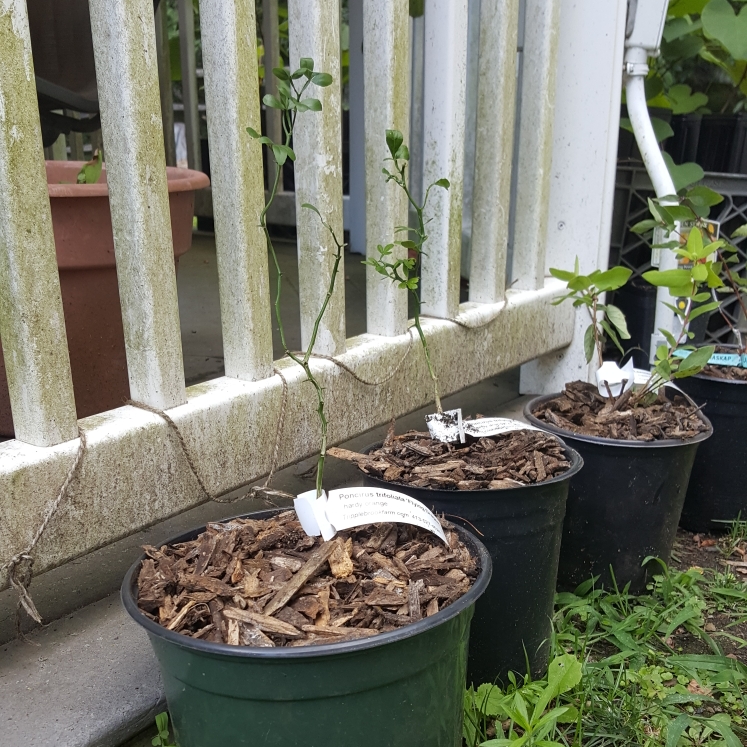 plant image 1617138
