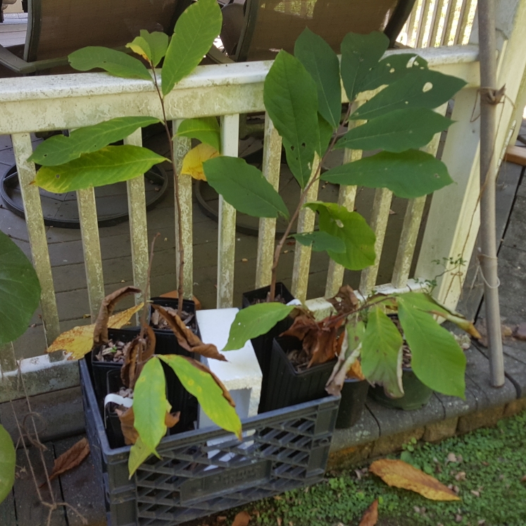 plant image 1625834 plant image 1625834