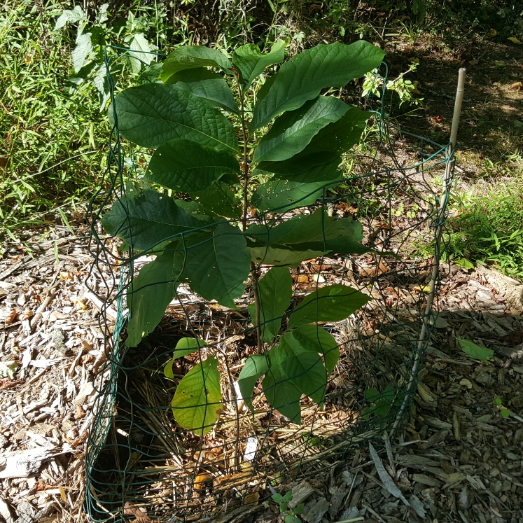 plant image 1625837 plant image 1625837