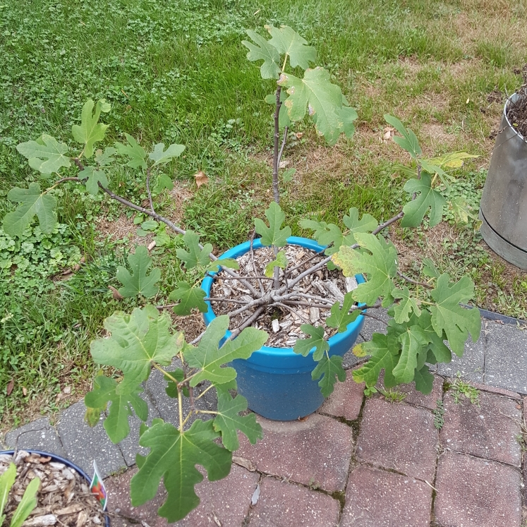plant image 1625841 plant image 1625841