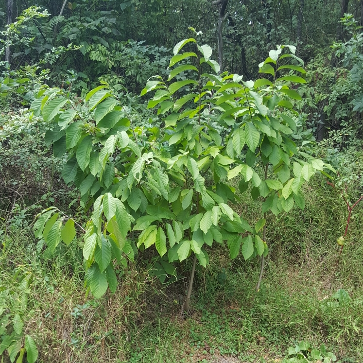 plant image 1629223 plant image 1629223