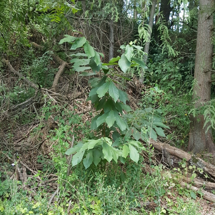 plant image 1629224 plant image 1629224