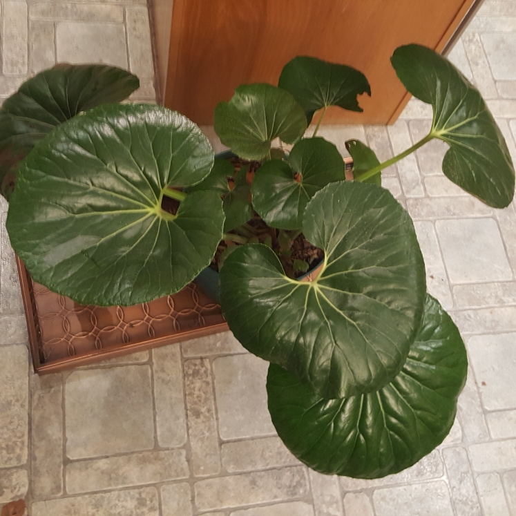 plant image 1633188 plant image 1633188
