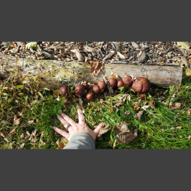 plant image 1635032 plant image 1635032