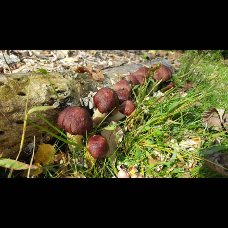 plant image 1635033 plant image 1635033