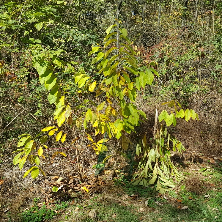 plant image 1635035 plant image 1635035