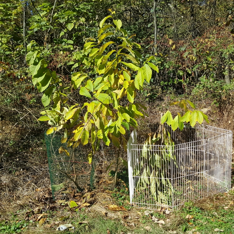 plant image 1635036 plant image 1635036