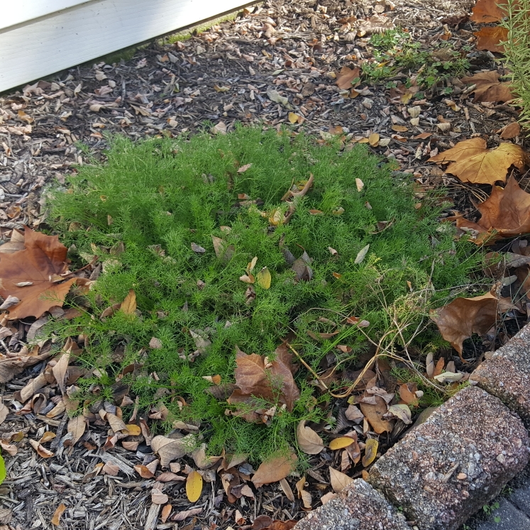 plant image 1635822 plant image 1635822