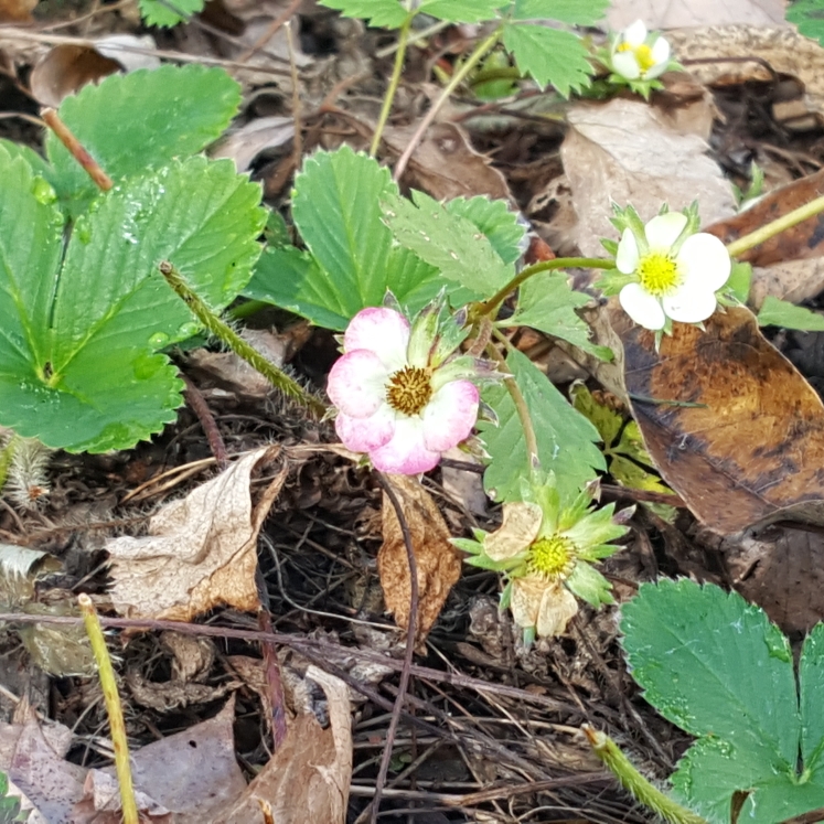 plant image 1635915 plant image 1635915