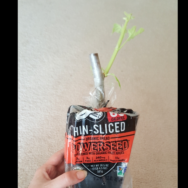 plant image 1649329