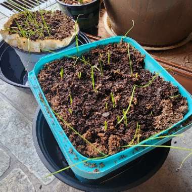Allium fistulosum 'Ishikura'