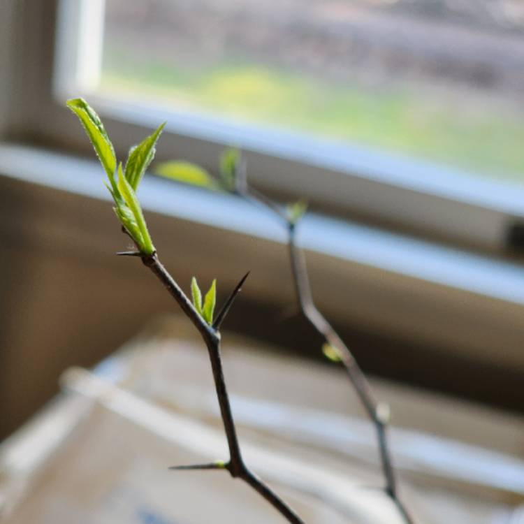 plant image 1651799 plant image 1651799