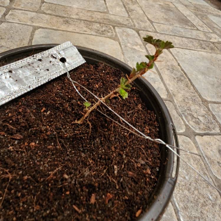 plant image 1653487