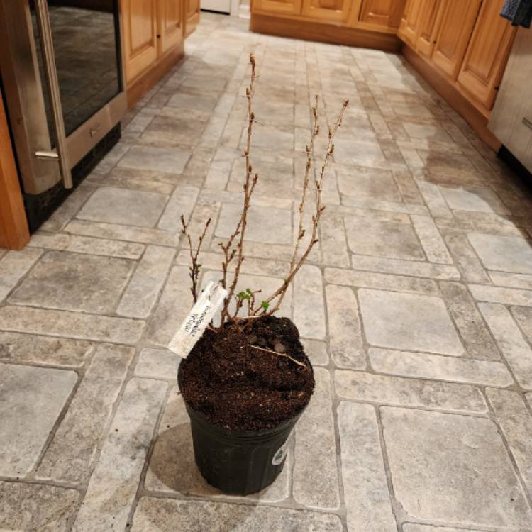 plant image 1653489
