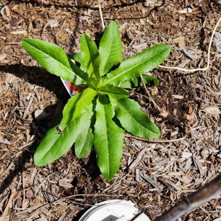 plant image 1654284 plant image 1654284