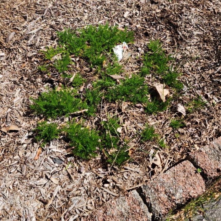 plant image 1654293 plant image 1654293