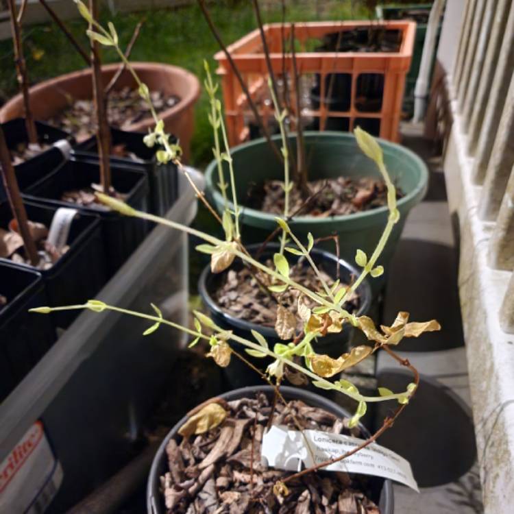 plant image 1654578