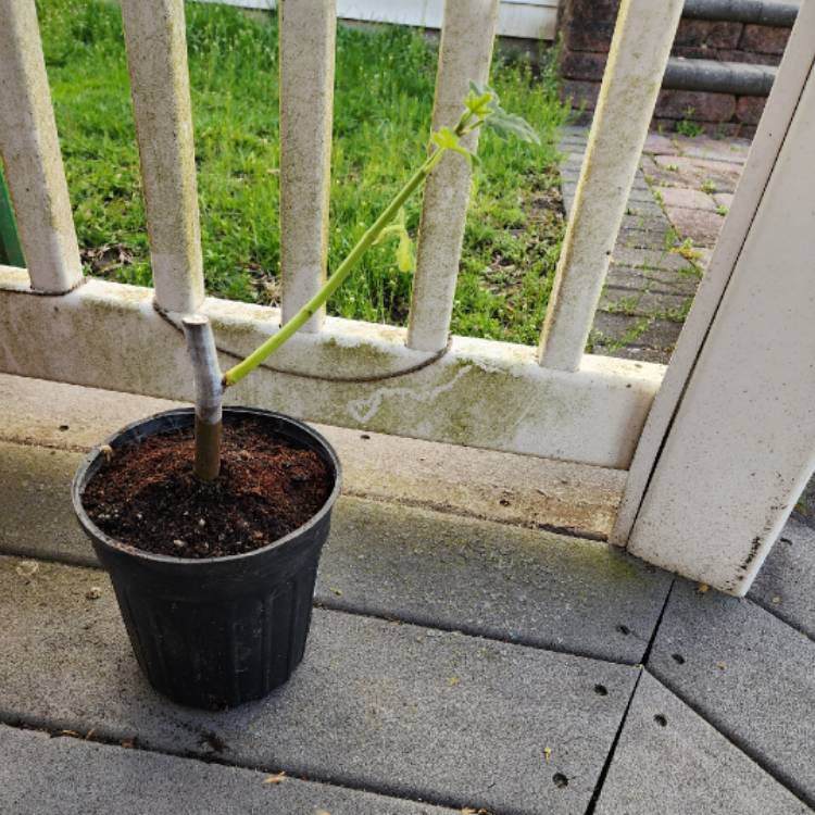 plant image 1654748