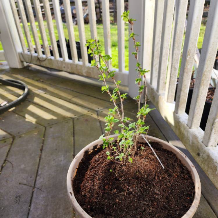 plant image 1654749