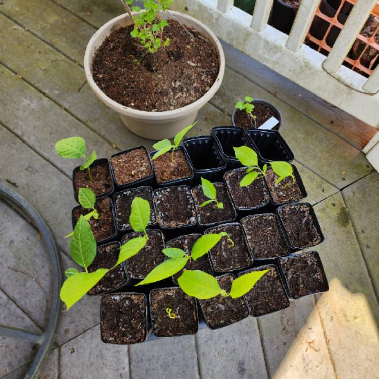 plant image 1655266 plant image 1655266