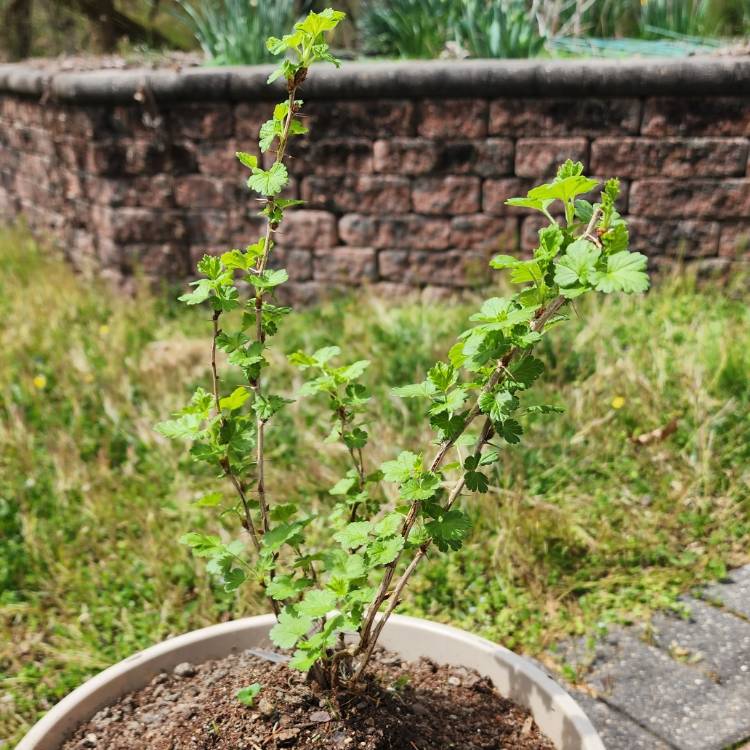 plant image 1656295