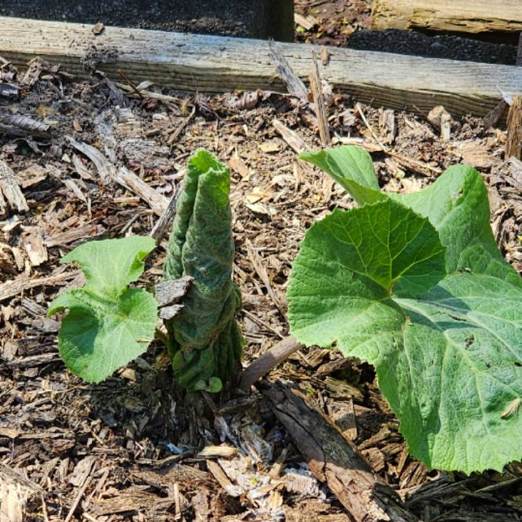 plant image 1656663 plant image 1656663