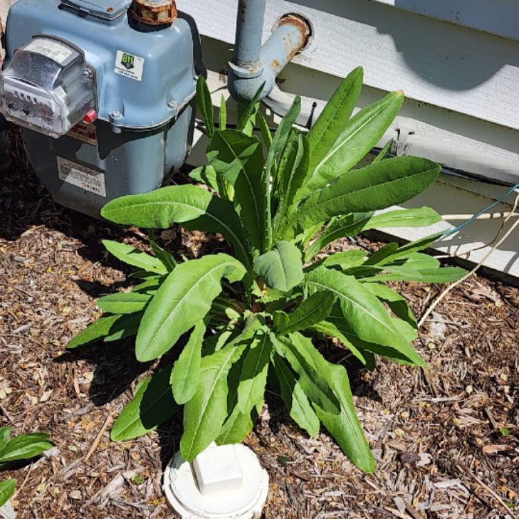 plant image 1658310 plant image 1658310