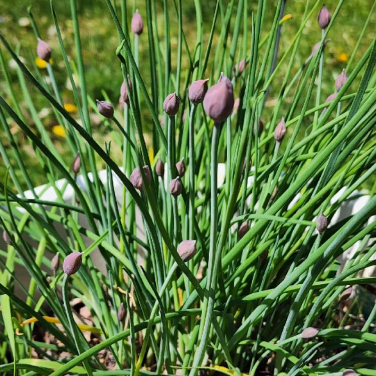 plant image 1658844 plant image 1658844