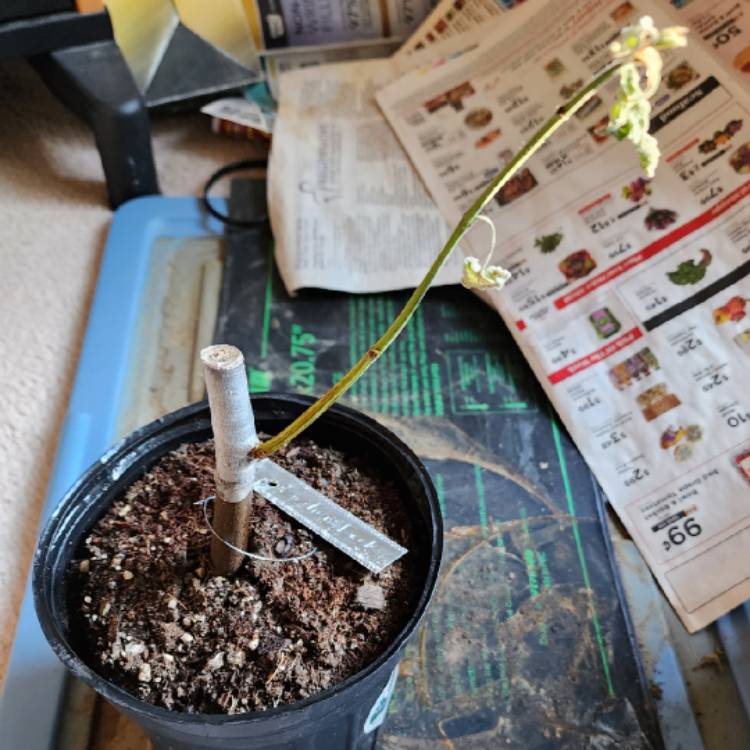 plant image 1659384