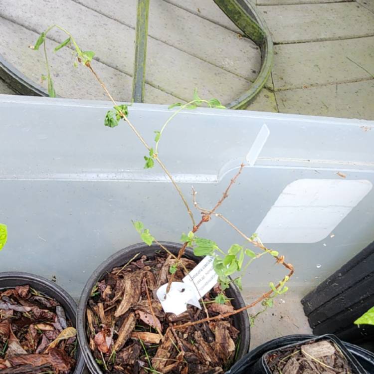 plant image 1660758