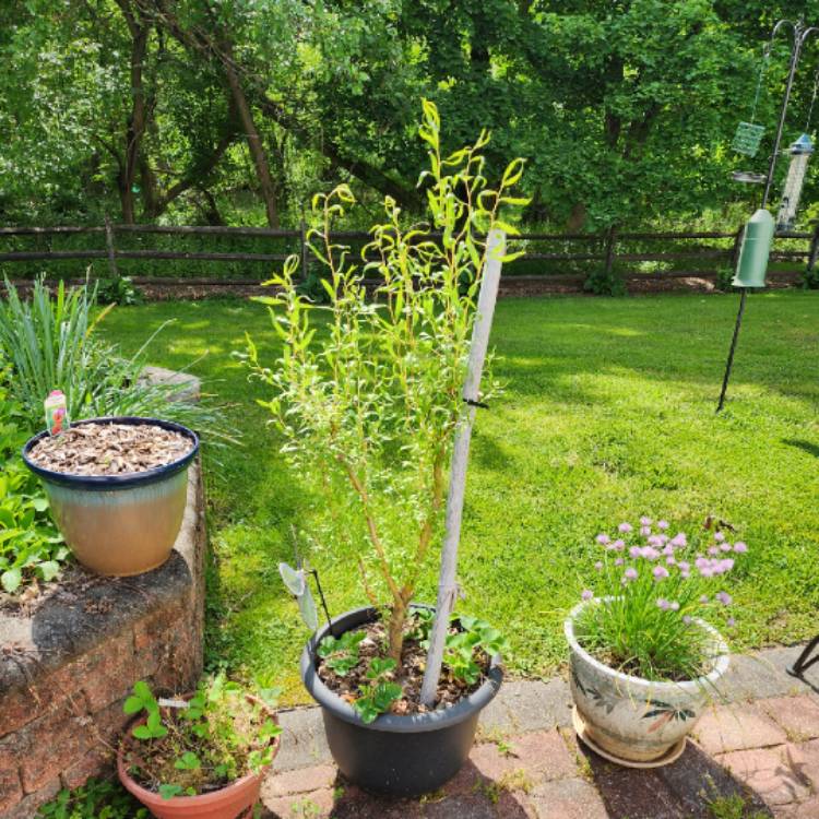 plant image 1663800 plant image 1663800
