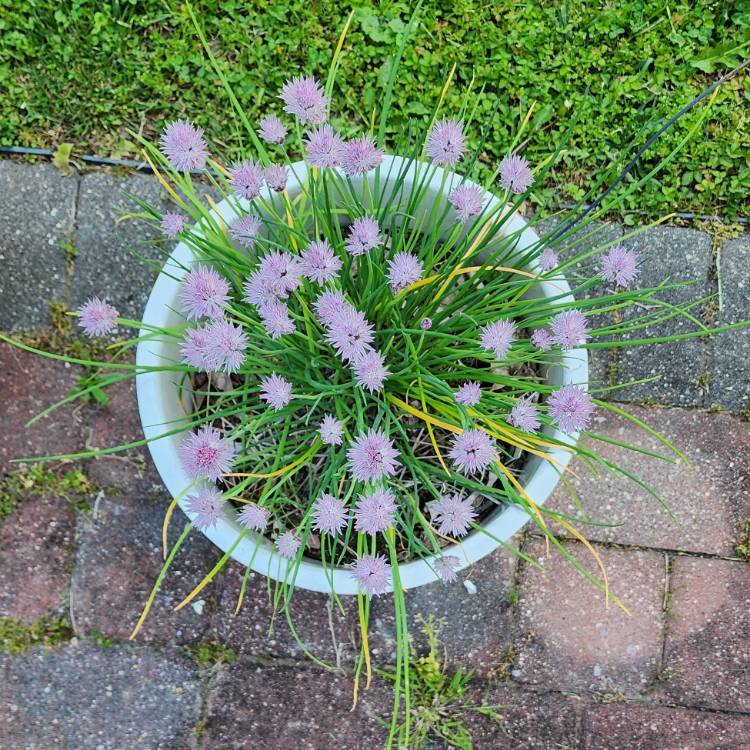 plant image 1664163 plant image 1664163