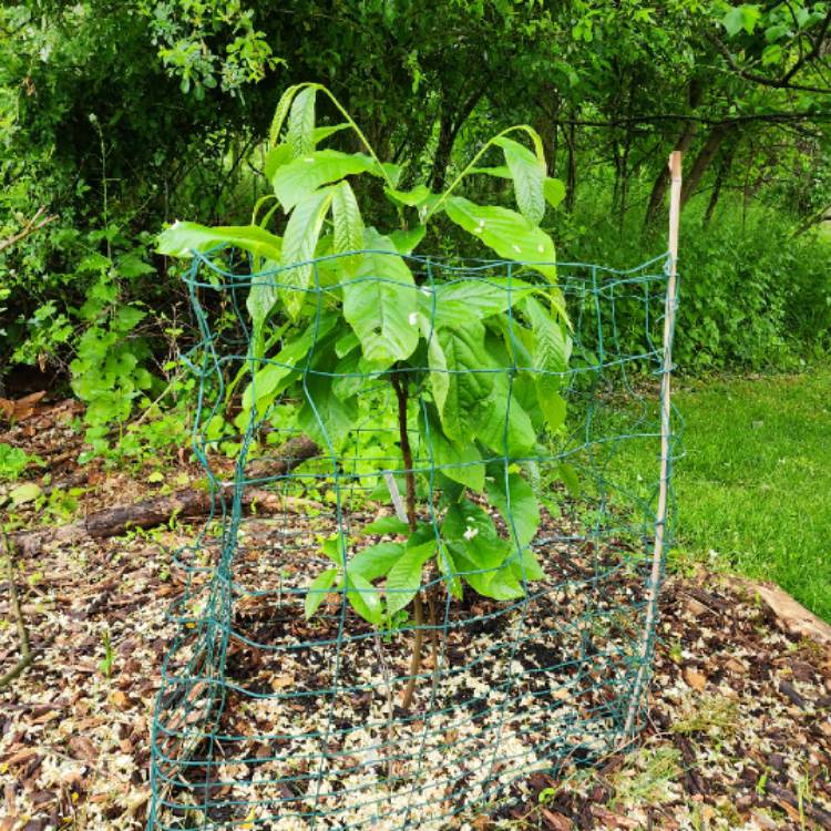 plant image 1665809 plant image 1665809