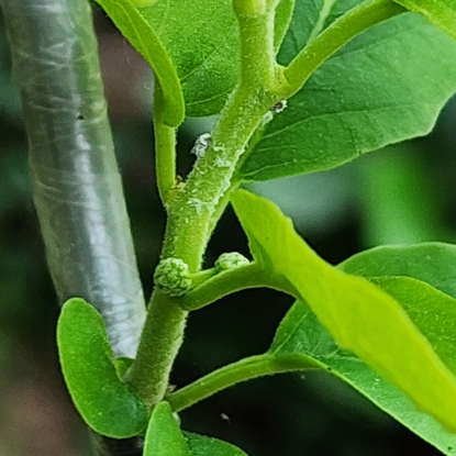 plant image 1670993 plant image 1670993