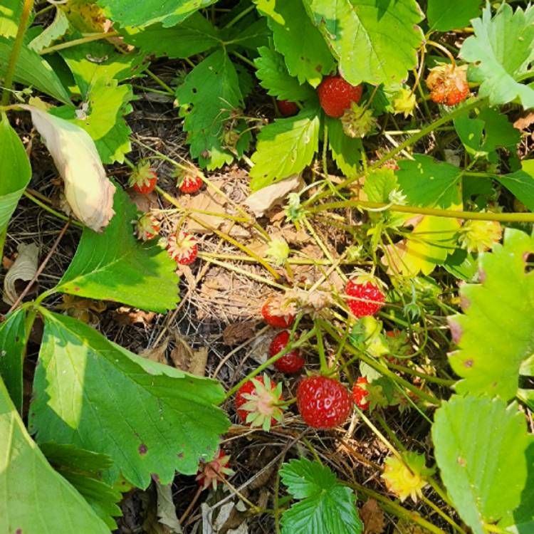 plant image 1671005 plant image 1671005