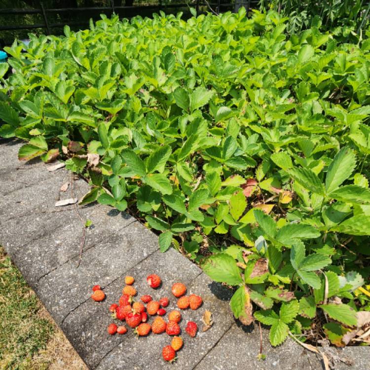 plant image 1671008 plant image 1671008